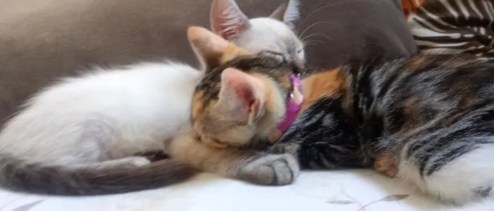 Gato raça SRD-ViraLata idade 2 a 6 meses nome Branquinho Zeus. amarelinho apolo. fêmea lua.