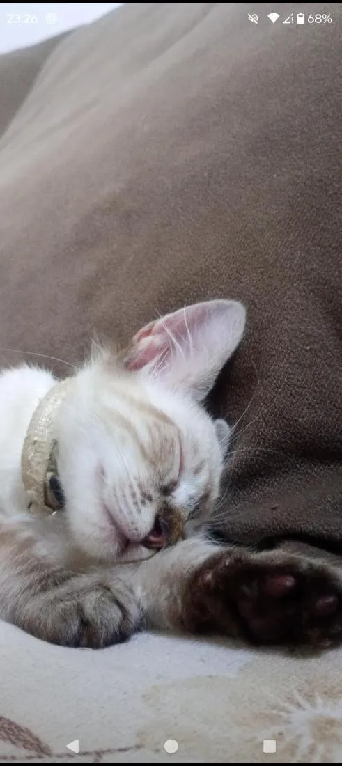 Gato raça SRD-ViraLata idade 2 a 6 meses nome Branquinho Zeus. amarelinho apolo. fêmea lua.