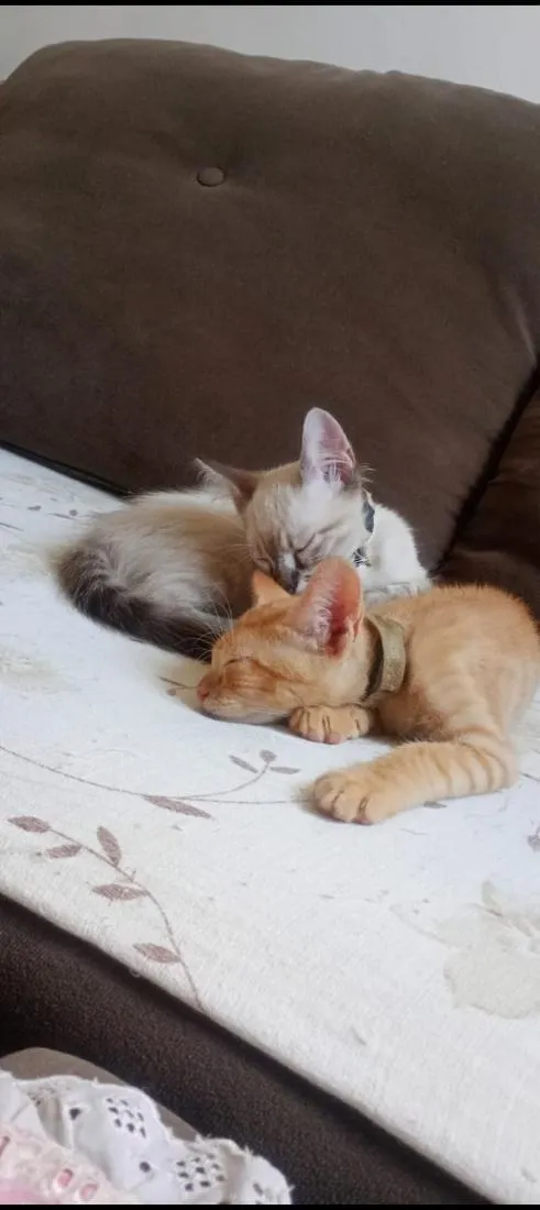 Gato raça SRD-ViraLata idade 2 a 6 meses nome Branquinho Zeus. amarelinho apolo. fêmea lua.