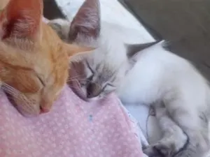 Gato raça SRD-ViraLata idade 2 a 6 meses nome Branquinho Zeus. amarelinho apolo. fêmea lua.
