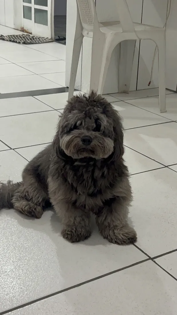 Cachorro raça SRD-ViraLata idade 1 ano nome theo 