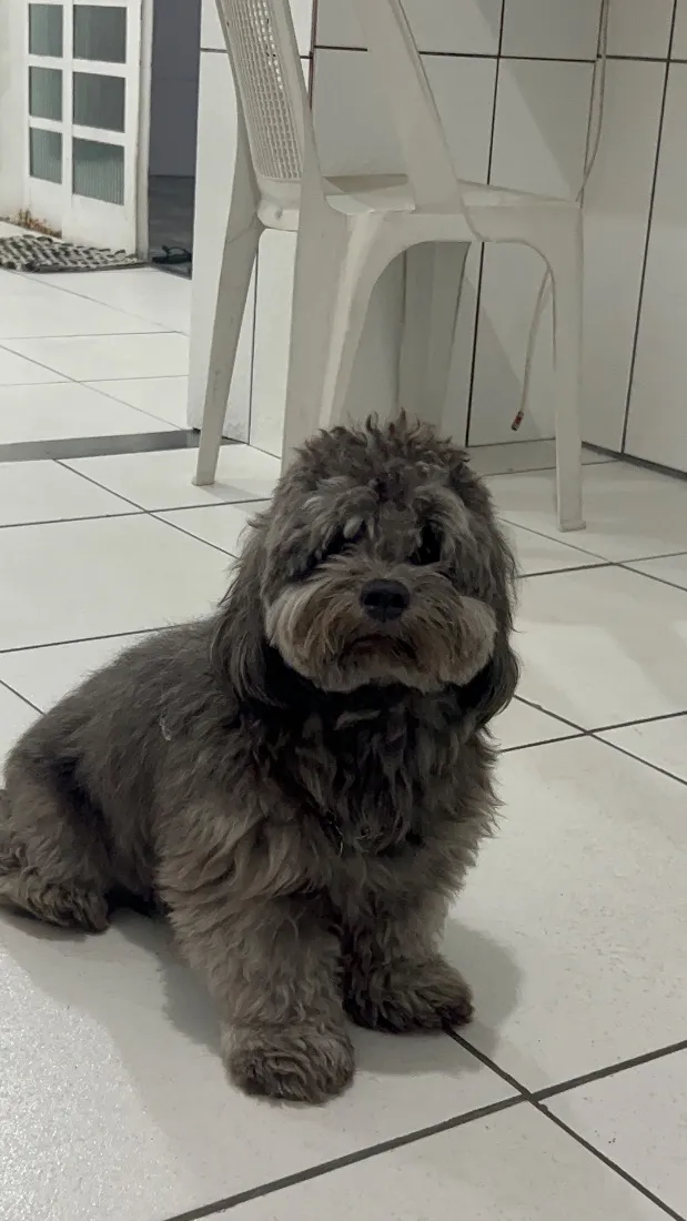 Cachorro raça SRD-ViraLata idade 1 ano nome theo 