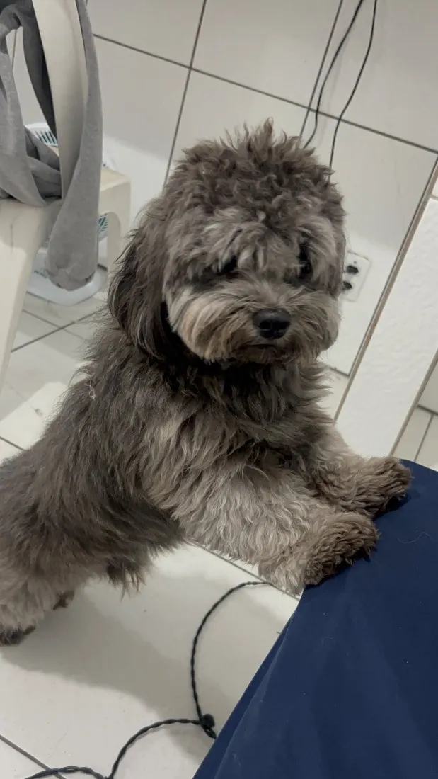 Cachorro raça SRD-ViraLata idade 1 ano nome theo 