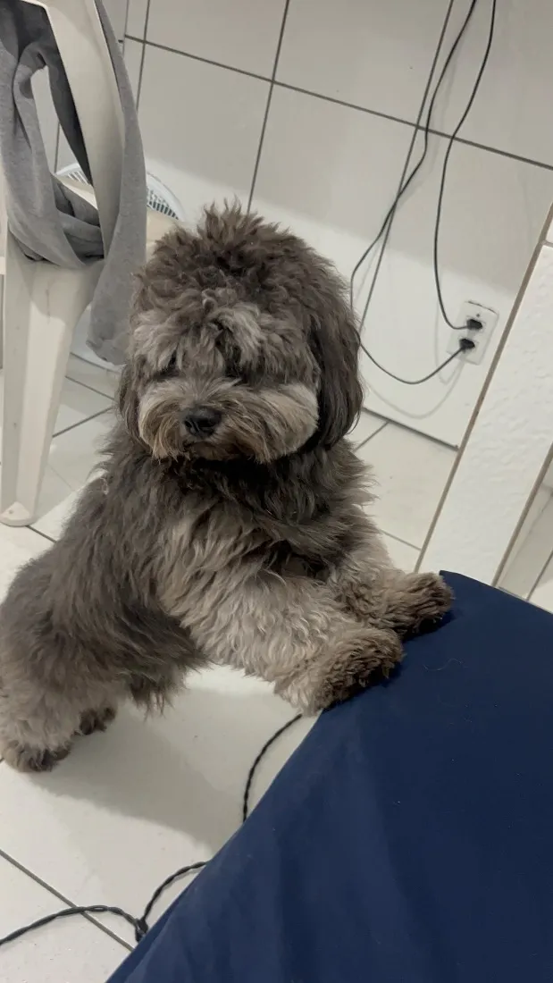 Cachorro raça SRD-ViraLata idade 1 ano nome theo 