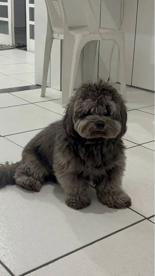 Cachorro raça SRD-ViraLata idade 1 ano nome theo 