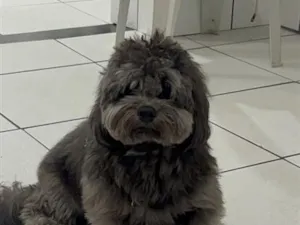 Cachorro raça SRD-ViraLata idade 1 ano nome theo 