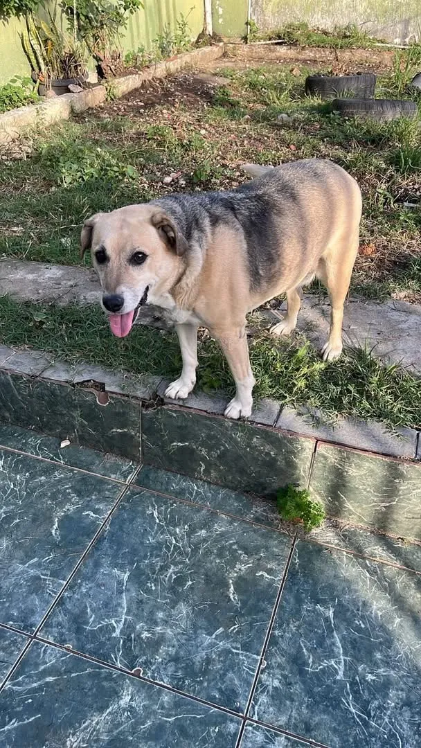 Cachorro raça SRD-ViraLata idade 6 ou mais anos nome princesa