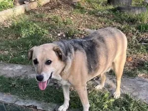 Cachorro raça SRD-ViraLata idade 6 ou mais anos nome princesa