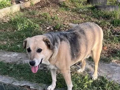 Cachorro raça SRD-ViraLata idade 6 ou mais anos nome princesa