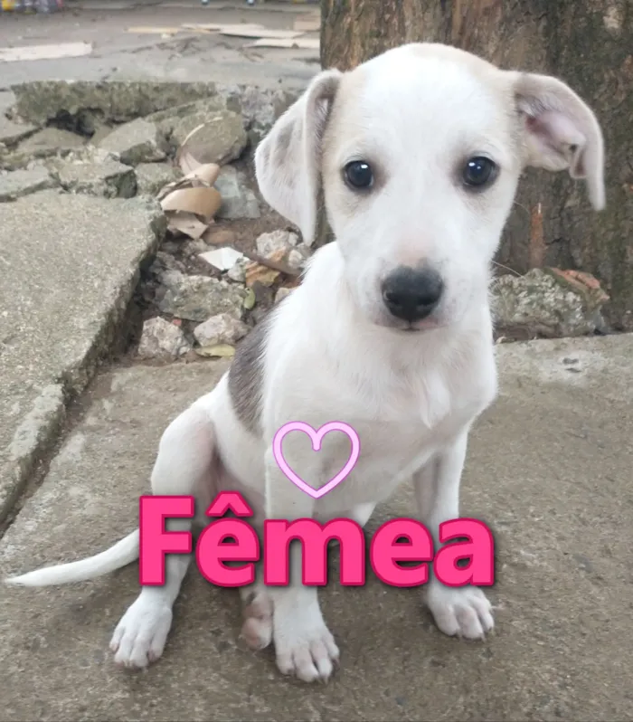 Cachorro raça SRD-ViraLata idade 2 a 6 meses nome Sem Nome