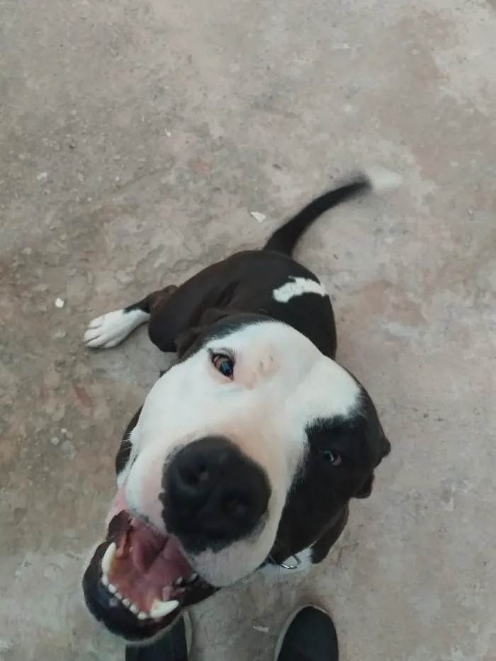 Cachorro raça Pit-Bull idade 5 anos nome Spark