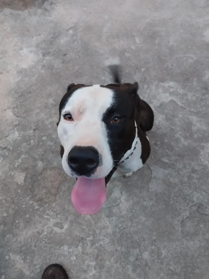 Cachorro raça Pit-Bull idade 5 anos nome Spark