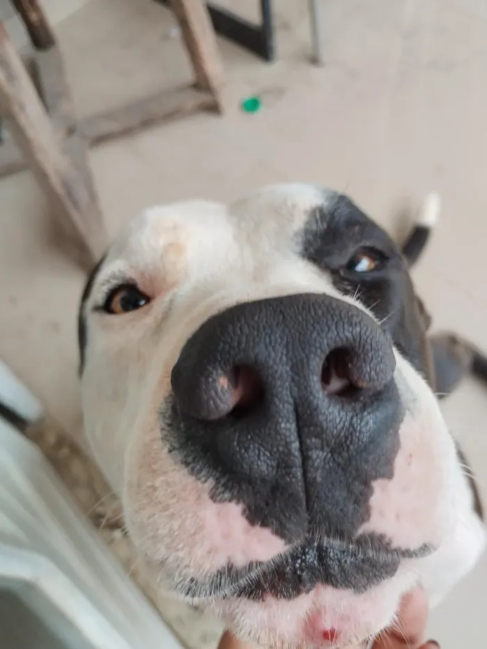 Cachorro raça Pit-Bull idade 5 anos nome Spark
