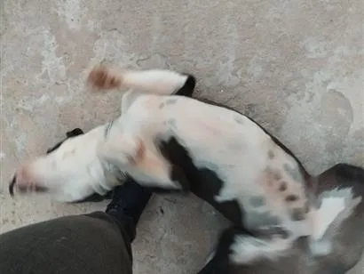 Cachorro raça Pit-Bull idade 5 anos nome Spark