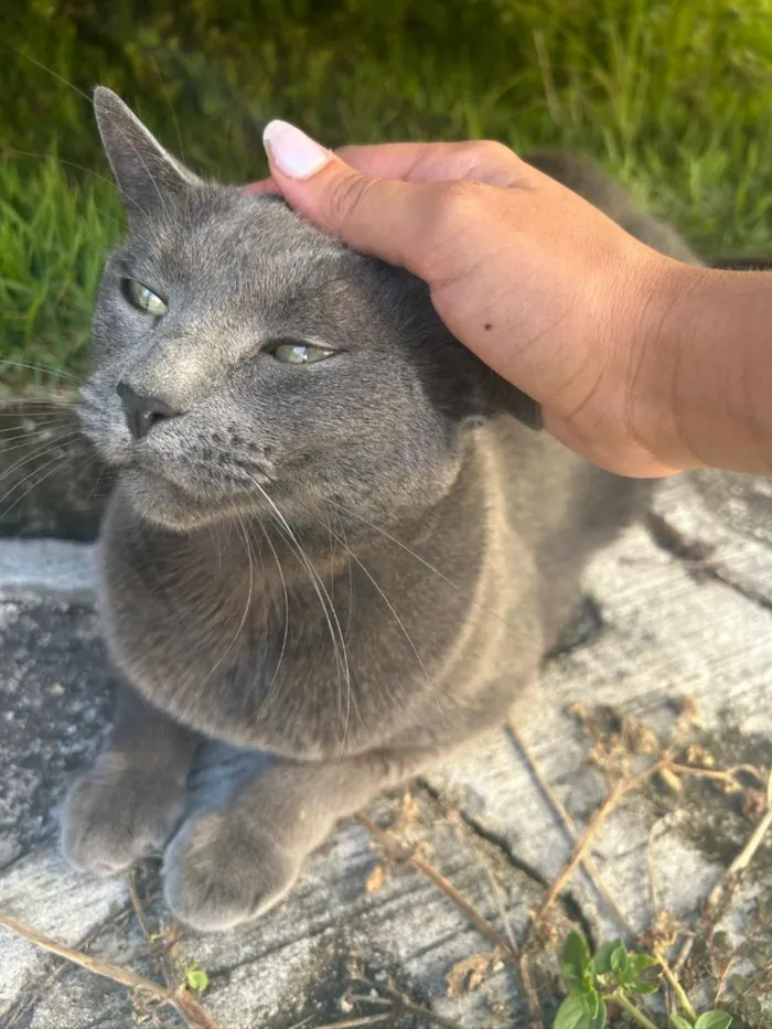 Gato raça SRD-ViraLata idade 6 ou mais anos nome Graffiti