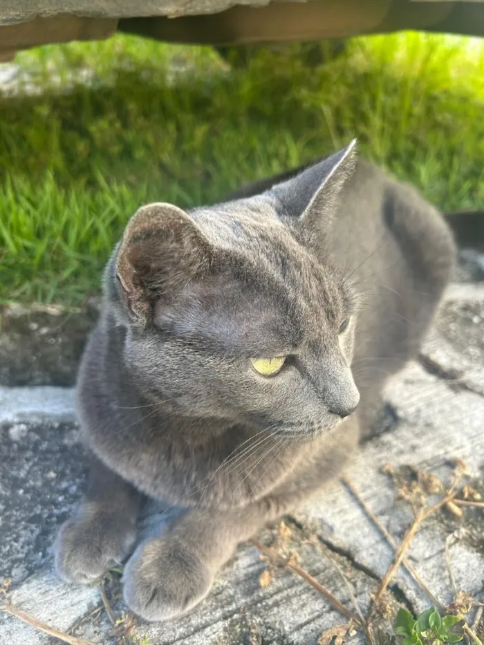 Gato raça SRD-ViraLata idade 6 ou mais anos nome Graffiti