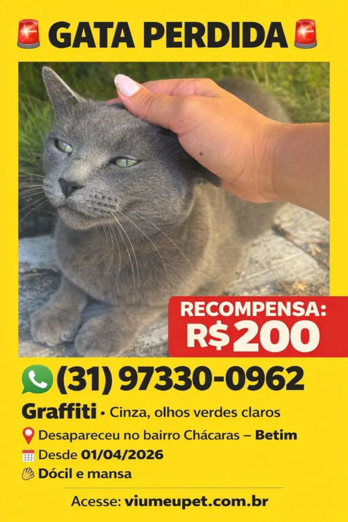 Gato raça SRD-ViraLata idade 6 ou mais anos nome Graffiti