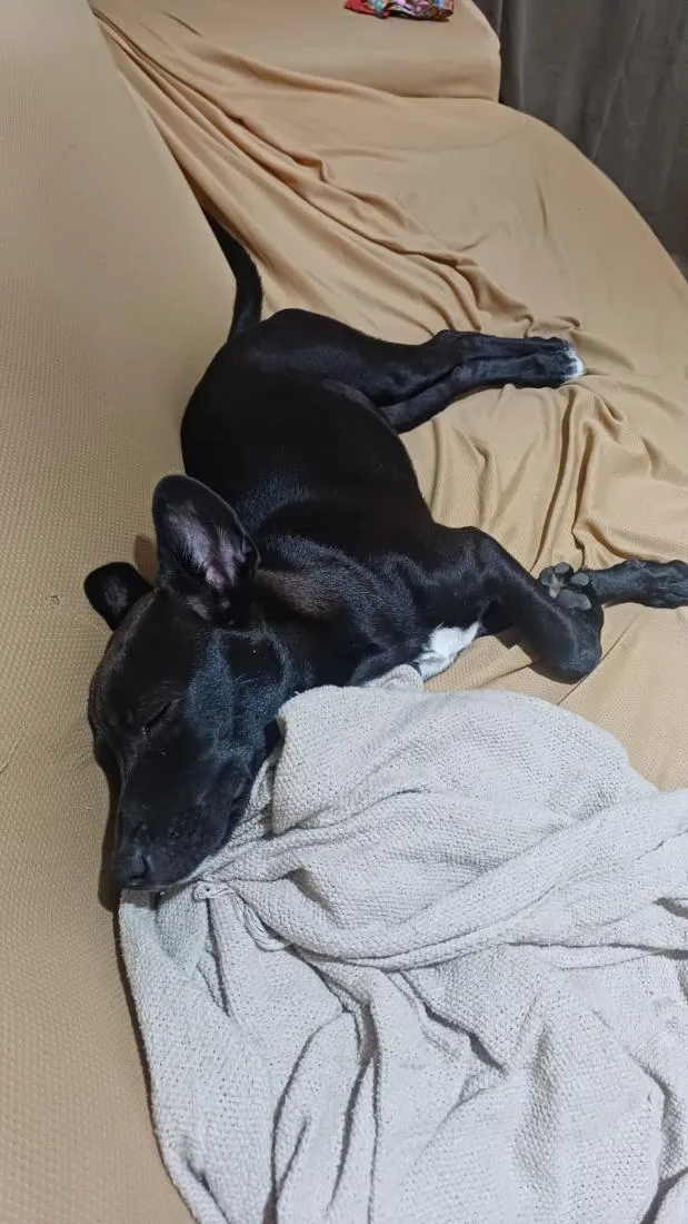 Cachorro raça SRD-ViraLata idade 2 a 6 meses nome nina