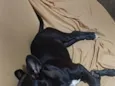 nina