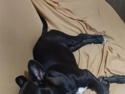 Cachorro raça SRD-ViraLata idade 2 a 6 meses nome nina