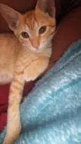 xuxu 