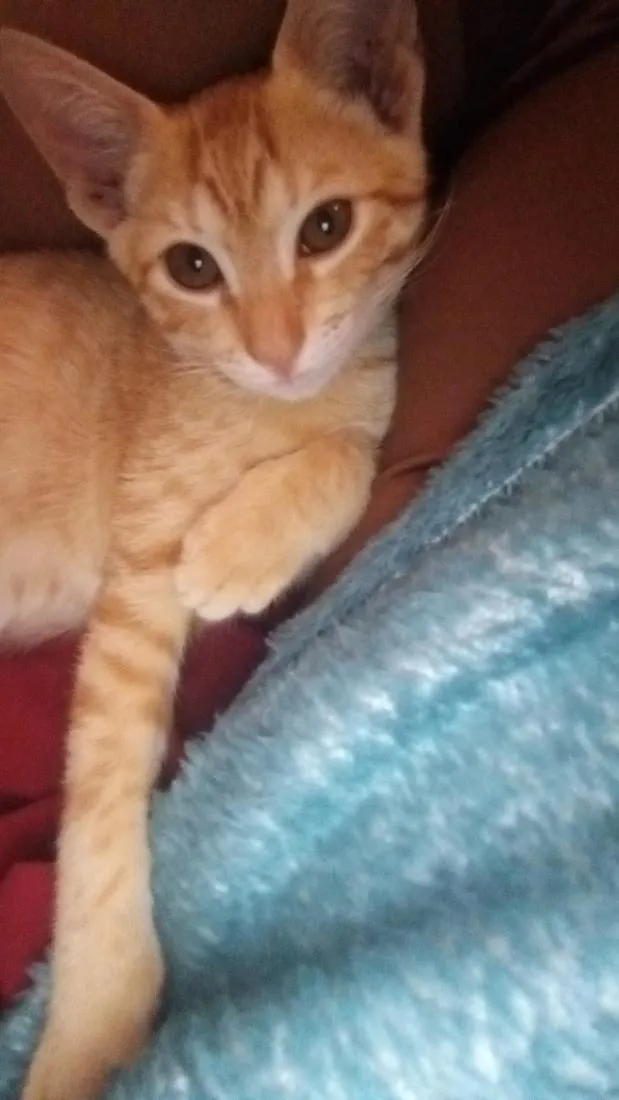 Gato raça SRD-ViraLata idade 2 a 6 meses nome xuxu 