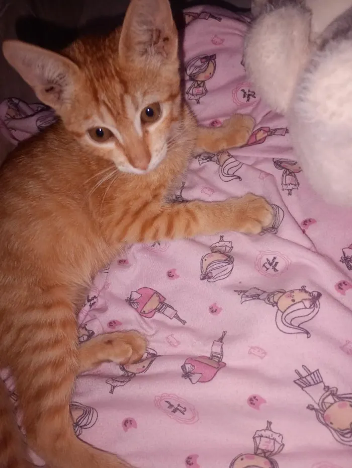 Gato raça SRD-ViraLata idade 2 a 6 meses nome xuxu 