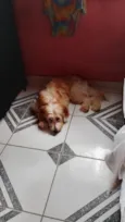 niki