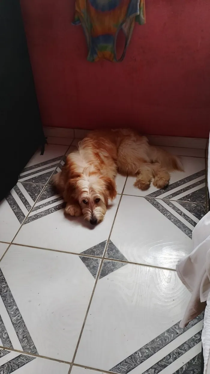 Cachorro raça Golden  idade 7 a 11 meses nome niki