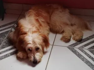 Cachorro raça Golden  idade 7 a 11 meses nome niki