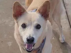 Cachorro raça SRD-ViraLata idade 6 ou mais anos nome Paçoca