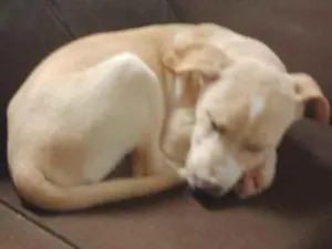 Cachorro raça SRD-ViraLata idade 7 a 11 meses nome caramelo 