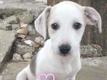 Cachorro raça SRD-ViraLata idade 2 a 6 meses nome Sem Nome