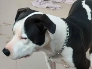 Cachorro raça Pit-Bull idade 5 anos nome Spark