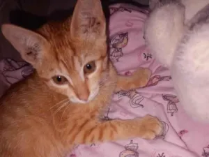 Gato raça SRD-ViraLata idade 2 a 6 meses nome xuxu 