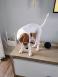 pipoca 