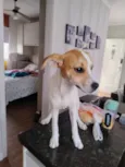 pipoca 