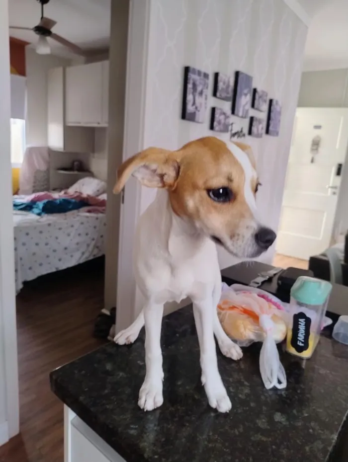 Cachorro raça SRD-ViraLata idade 2 a 6 meses nome pipoca 