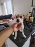 pipoca 