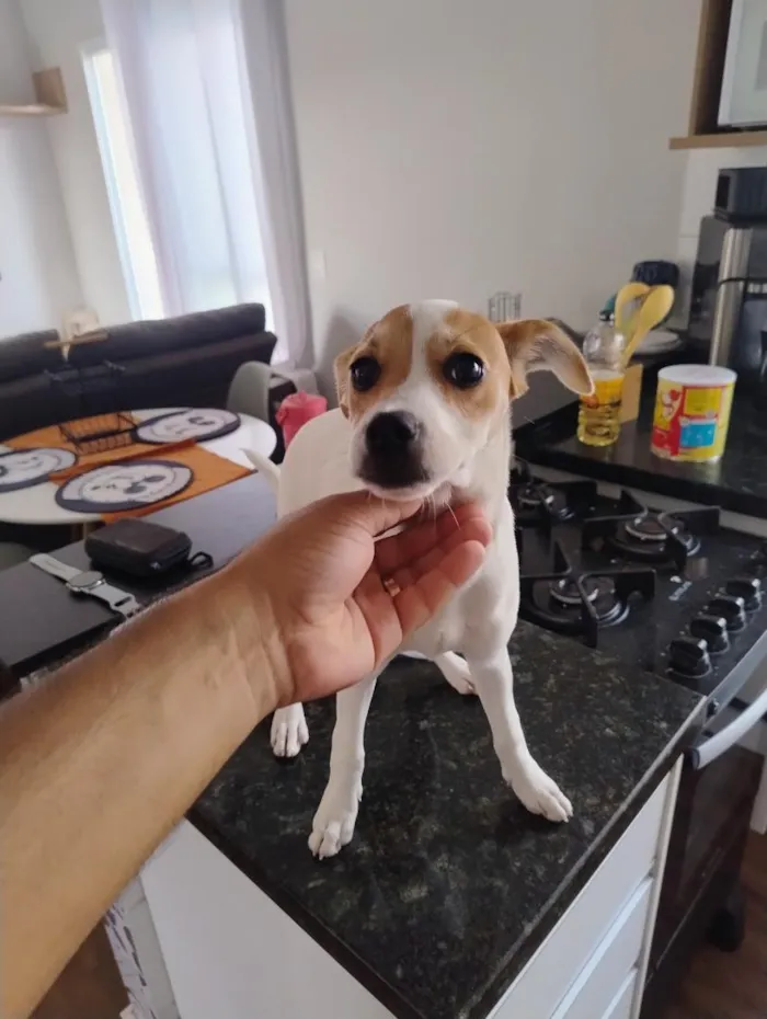 Cachorro raça SRD-ViraLata idade 2 a 6 meses nome pipoca 
