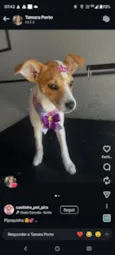 pipoca 