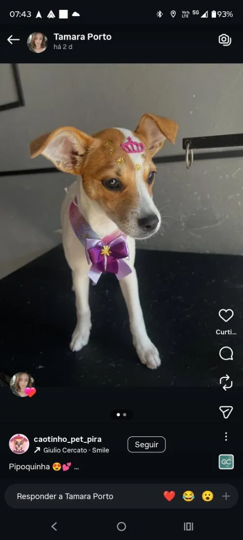 Cachorro raça SRD-ViraLata idade 2 a 6 meses nome pipoca 