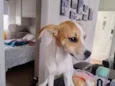 pipoca 