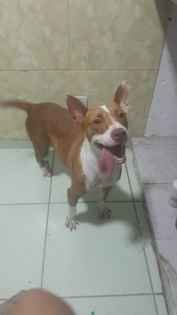 Cachorro raça Pit-Bull idade 1 ano nome Pandora