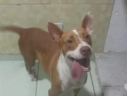 Cachorro raça Pit-Bull idade 1 ano nome Pandora