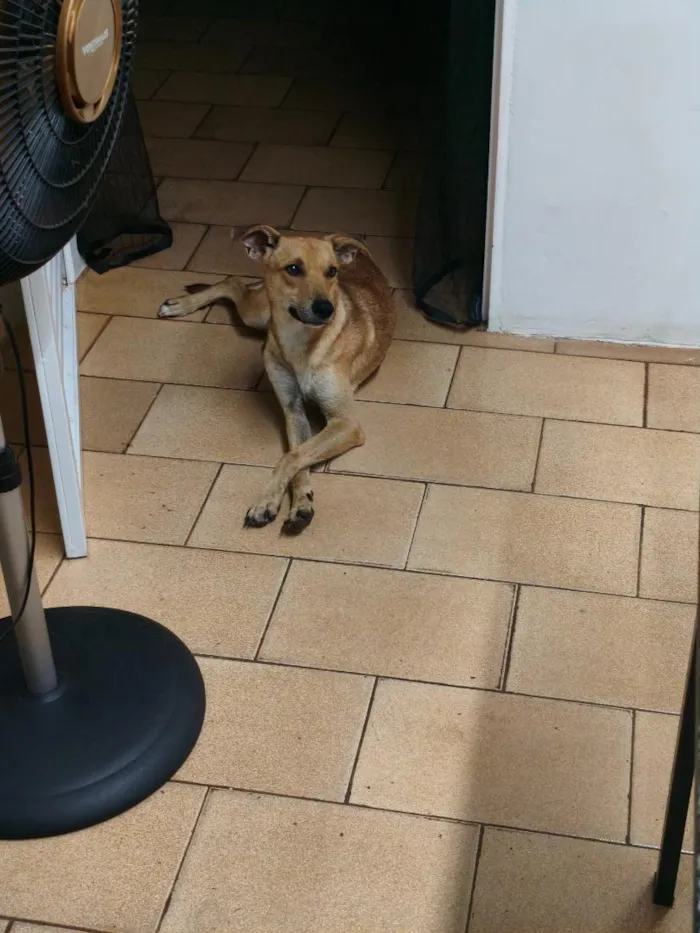 Cachorro raça SRD-ViraLata idade 1 ano nome Nick