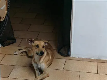 Cachorro raça SRD-ViraLata idade 1 ano nome Nick