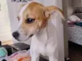 pipoca 