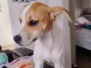 Cachorro raça SRD-ViraLata idade 2 a 6 meses nome pipoca 