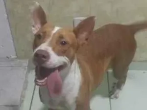 Cachorro raça Pit-Bull idade 1 ano nome Pandora